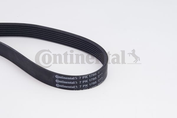 BELTPIC_7PK1795K1